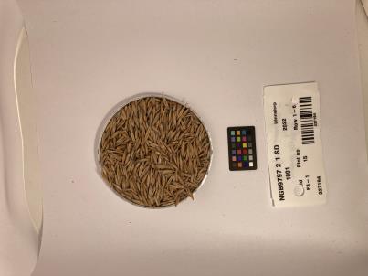 Click for 1 image(s) for this accession. SEED
